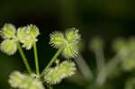 Largefruit blacksnakeroot